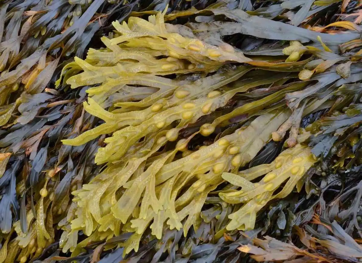 Bladderwrack